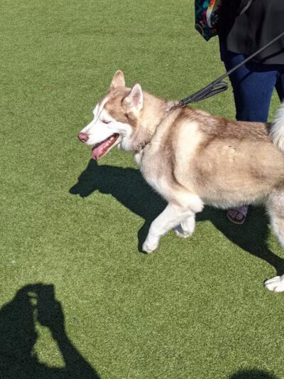 Quincy Dog Park - Quincy, MA