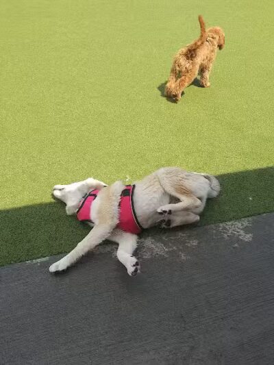 Quincy Dog Park - Quincy, MA