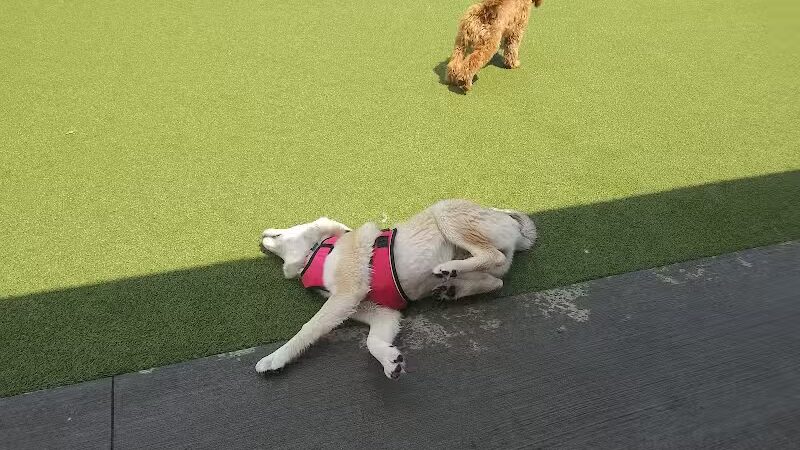 Quincy Dog Park - Quincy, MA