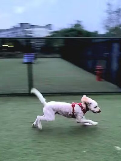 Quincy Dog Park - Quincy, MA