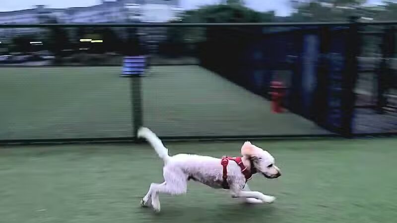 Quincy Dog Park - Quincy, MA