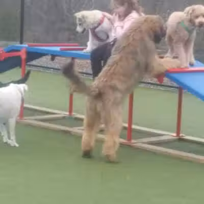Quincy Dog Park - Quincy, MA