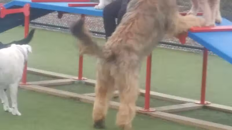 Quincy Dog Park - Quincy, MA