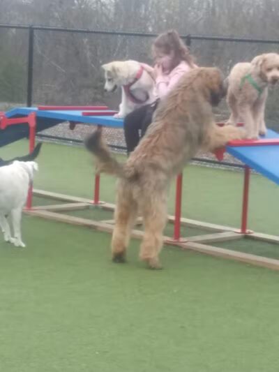 Quincy Dog Park - Quincy, MA