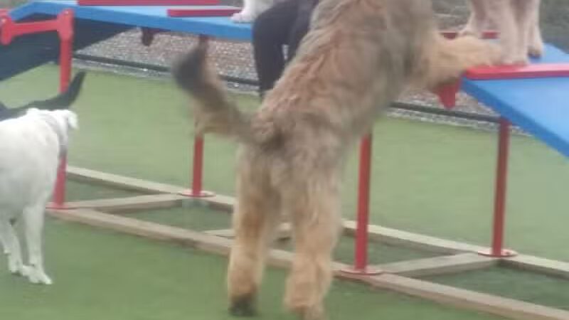 Quincy Dog Park - Quincy, MA