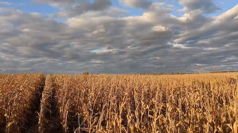 LEHNER'S PUMPKIN FARM - Radnor, OH