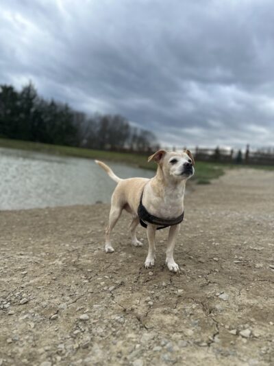 West Branch Dog Park - Ravenna, OH