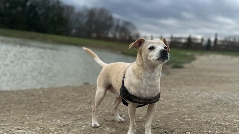 West Branch Dog Park - Ravenna, OH