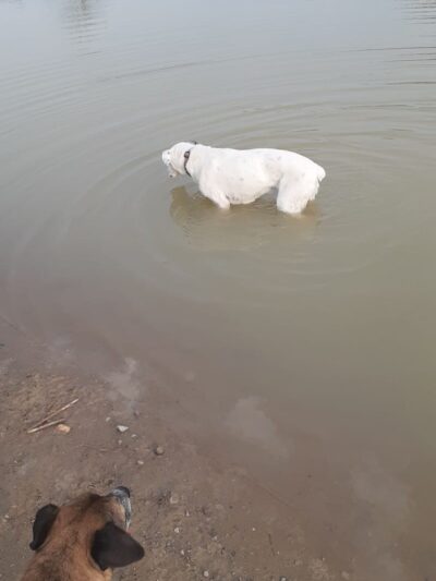 West Branch Dog Park - Ravenna, OH