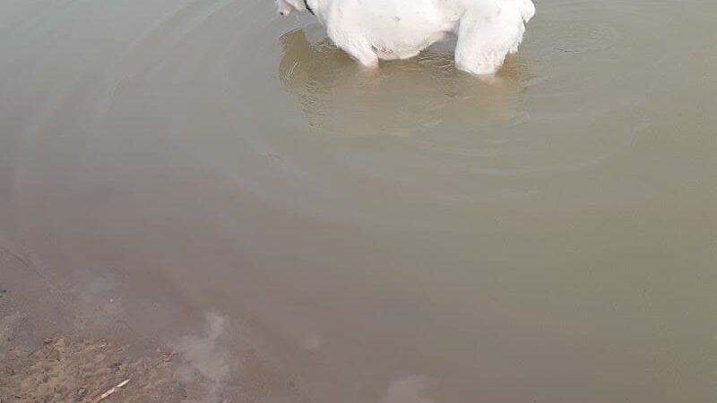 West Branch Dog Park - Ravenna, OH