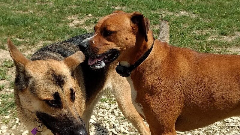 West Branch Dog Park - Ravenna, OH