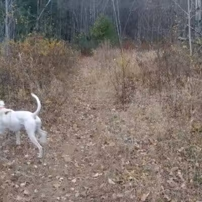 Riverside Bark Dog Park - Raymond, NH