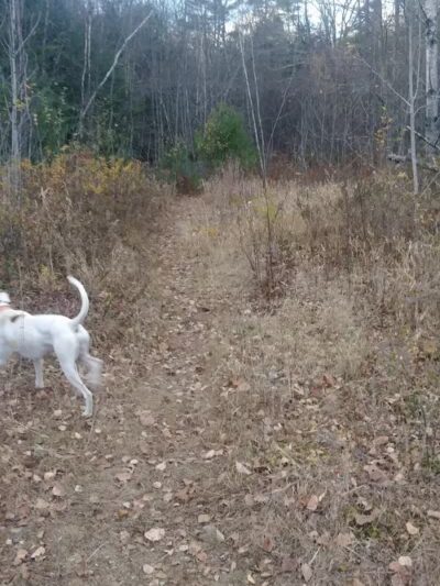 Riverside Bark Dog Park - Raymond, NH