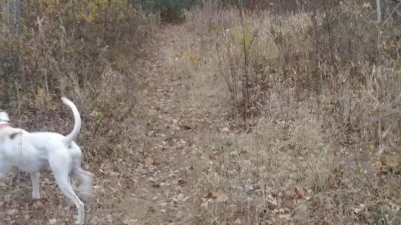 Riverside Bark Dog Park - Raymond, NH