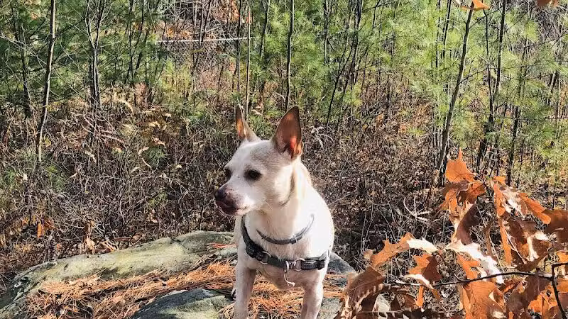 Riverside Bark Dog Park - Raymond, NH