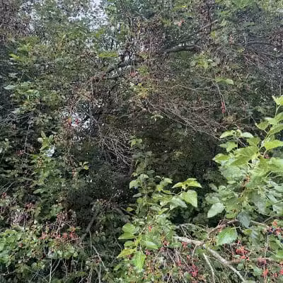 Independence Park - Reynoldsburg, OH