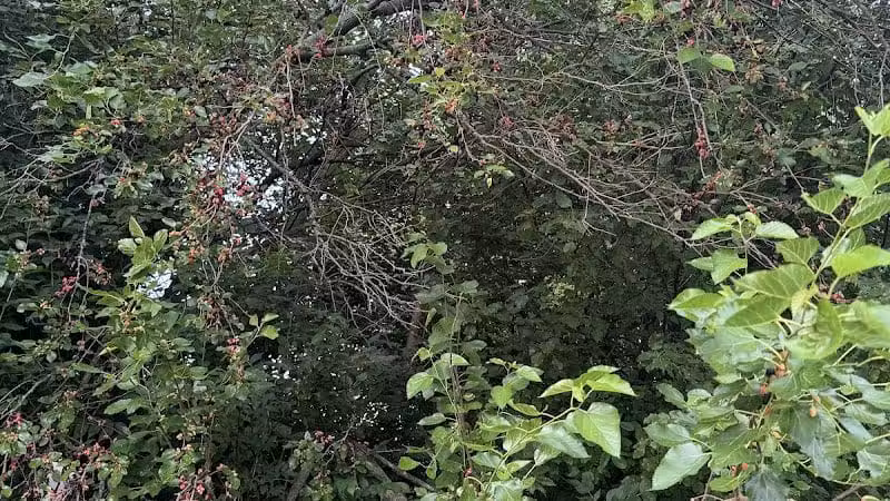 Independence Park - Reynoldsburg, OH