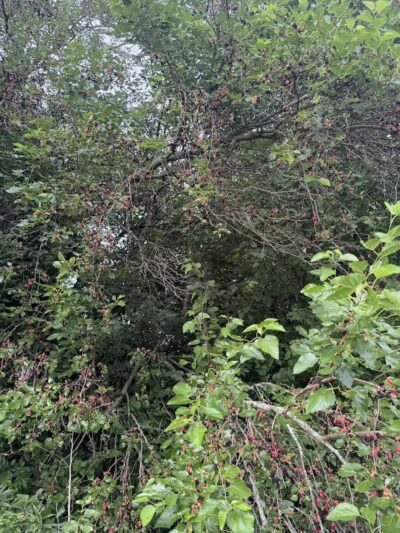 Independence Park - Reynoldsburg, OH