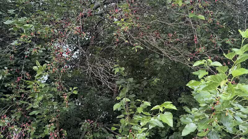 Independence Park - Reynoldsburg, OH