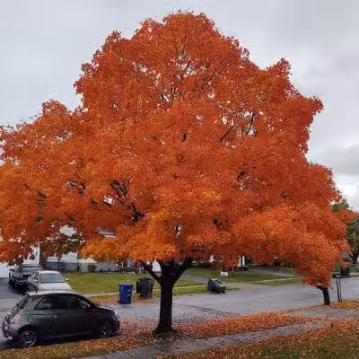 Independence Park - Reynoldsburg, OH