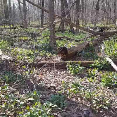 Daffodil Trailhead - Richfield, OH
