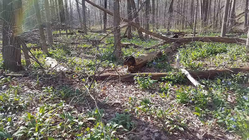 Daffodil Trailhead - Richfield, OH
