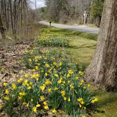 Daffodil Trailhead - Richfield, OH