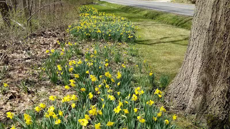 Daffodil Trailhead - Richfield, OH