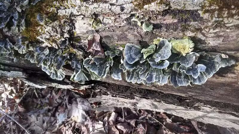 Daffodil Trailhead - Richfield, OH