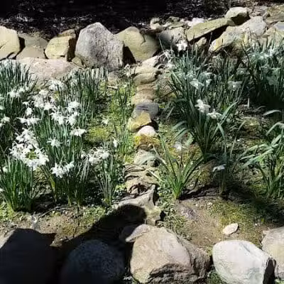Daffodil Trailhead - Richfield, OH