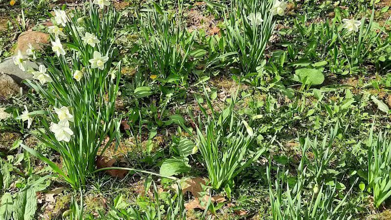 Daffodil Trailhead - Richfield, OH