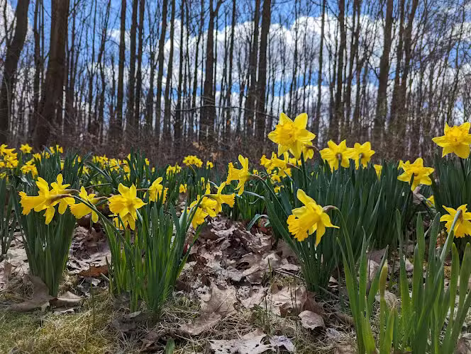 Daffodil Trailhead - Richfield, OH