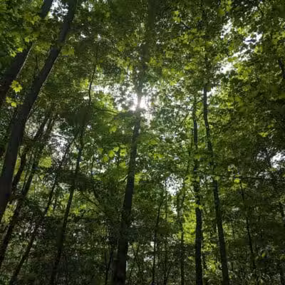 Eastwood Preserve - Richfield, OH