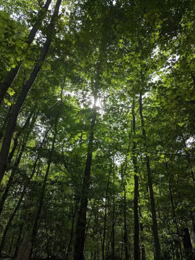 Eastwood Preserve - Richfield, OH