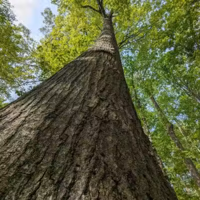 Eastwood Preserve - Richfield, OH