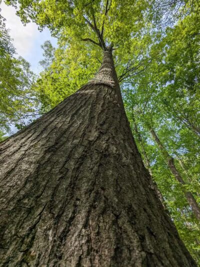 Eastwood Preserve - Richfield, OH