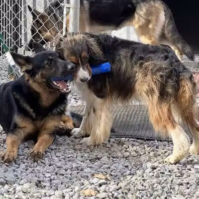 For the love of dogs Boarding - Richfield, OH
