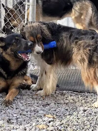 For the love of dogs Boarding - Richfield, OH