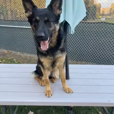 For the love of dogs Boarding - Richfield, OH