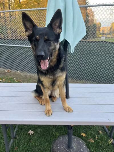 For the love of dogs Boarding - Richfield, OH