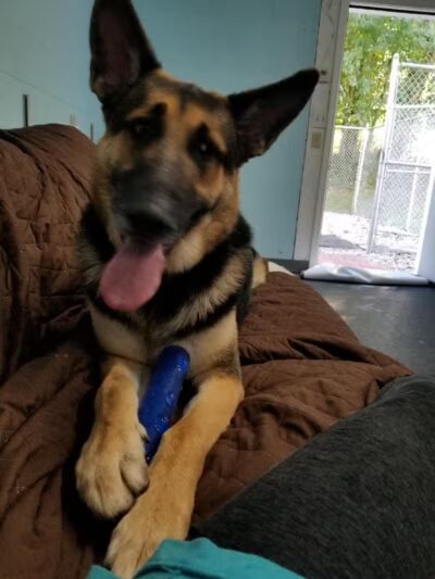 For the love of dogs Boarding - Richfield, OH