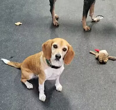 For the love of dogs Boarding - Richfield, OH