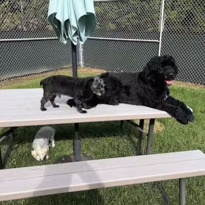 For the love of dogs Boarding - Richfield, OH