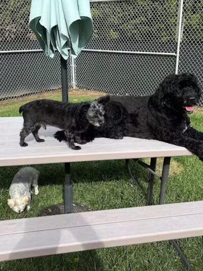 For the love of dogs Boarding - Richfield, OH