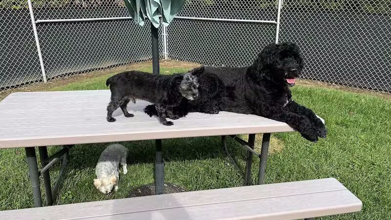 For the love of dogs Boarding - Richfield, OH