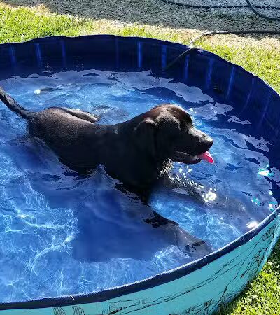 For the love of dogs Boarding - Richfield, OH