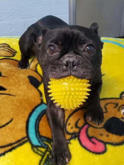 For the love of dogs Boarding - Richfield, OH