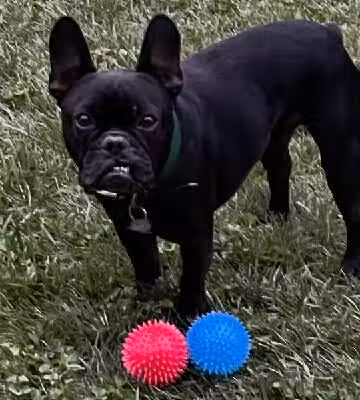 For the love of dogs Boarding - Richfield, OH
