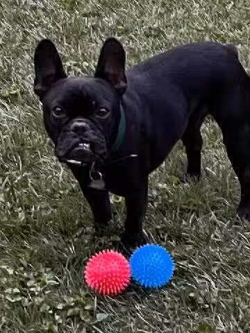 For the love of dogs Boarding - Richfield, OH