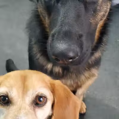 For the love of dogs Boarding - Richfield, OH